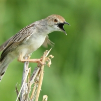 Chwastówka równikowa - Cisticola marginatus - Winding Cisticola