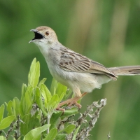 Chwastówka równikowa - Cisticola marginatus - Winding Cisticola