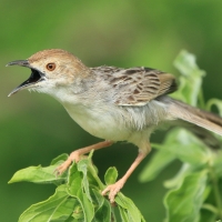 Chwastówka równikowa - Cisticola marginatus - Winding Cisticola