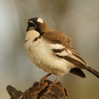 Dziergacz białobrewy - Plocepasser mahali - White-browed Sparrow-Weaver