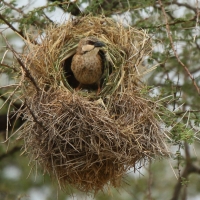 Dziergacz łuskowany - Plocepasser donaldsoni - Donaldson Smith's Sparrow Weaver