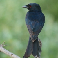 Dziwogon żałobny - Dicrurus adsimilis - Fork-tailed Drongo