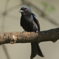 Dziwogon żałobny - Dicrurus adsimilis - Fork-tailed Drongo