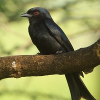 Dziwogon żałobny - Dicrurus adsimilis - Fork-tailed Drongo
