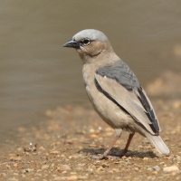 Gromadnik siwogłowy - Pseudonigrita arnaudi - Grey-headed Social Weaver