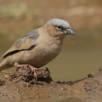 Gromadnik siwogłowy - Pseudonigrita arnaudi - Grey-headed Social Weaver