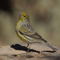Kanarek - Serinus canaria - Atlantic Canary