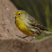 Kanarek - Serinus canaria - Atlantic Canary