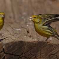 Kanarek - Serinus canaria - Atlantic Canary