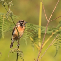 Kląskawka - Saxicola rubicola - European Stonechat