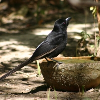 Kruczek - Ptilostomus afer - Piapiac