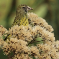 Afrokulczyk ciemnolicy - Crithagra hyposticta - East African Citril