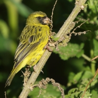 Afrokulczyk diademowy - Crithagra frontalis - Western Citril