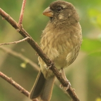 Afrokulczyk grubodzioby - Crithagra burtoni - Thick-billed Seedeater