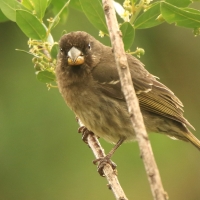Afrokulczyk grubodzioby - Crithagra burtoni - Thick-billed Seedeater