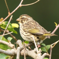 Afrokulczyk kreskowany - Crithagra striolata - Streaky Seedeater