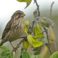 Afrokulczyk kreskowany - Crithagra striolata - Streaky Seedeater
