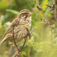 Afrokulczyk kreskowany - Crithagra striolata - Streaky Seedeater