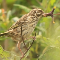 Afrokulczyk kreskowany - Crithagra striolata - Streaky Seedeater