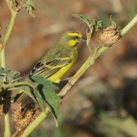Afrokulczyk mozambijski - Crithagra mozambica - Yellow-fronted Canary