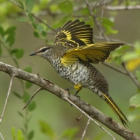Liszkojad czarny - Campephaga flava - Black Cuckooshrike