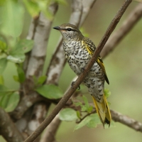 Liszkojad czarny - Campephaga flava - Black Cuckooshrike