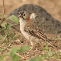 Łuskogłowik rdzawoszyi - Sporopipes frontalis - Speckle-fronted Weaver