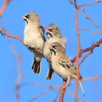 Łuskogłowik czarnobrody - Sporopipes squamifrons - Scaly-fronted Weaver