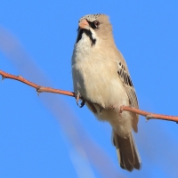 Łuskogłowik czarnobrody - Sporopipes squamifrons - Scaly-fronted Weaver