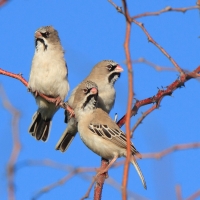 Łuskogłowik czarnobrody - Sporopipes squamifrons - Scaly-fronted Weaver