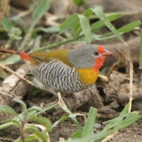 Melba pstra - Pytilia melba - Green-winged Pytilia
