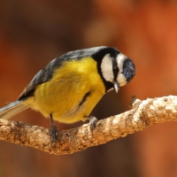 Modraszka kanaryjska - Cyanistes teneriffae - Canary Islands Tit
