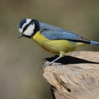 Modraszka kanaryjska - Cyanistes teneriffae - Canary Islands Tit