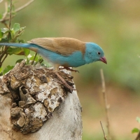 Motylik błękitnogłowy - Uraeginthus cyanocephalus - Blue-capped Cordon-bleu