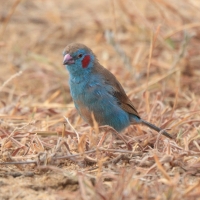 Motylik krasnouchy - Uraeginthus bengalus - Red-cheeked Cordon-bleu