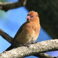Motylik niebieskobrzuchy - Granatina ianthinogaster - Purple Grenadier