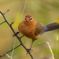 Motylik niebieskobrzuchy - Granatina ianthinogaster - Purple Grenadier