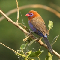 Motylik niebieskobrzuchy - Granatina ianthinogaster - Purple Grenadier