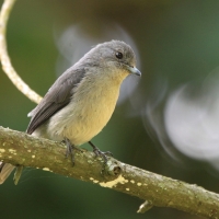 Mucharka białooka - Melaenornis fischeri - White-eyed Slaty Flycatcher