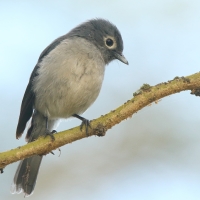 Mucharka białooka - Melaenornis fischeri - White-eyed Slaty Flycatcher