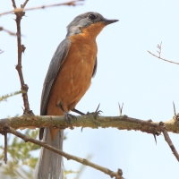 Mucharka srebrna - Empidornis semipartitus - Silverbird