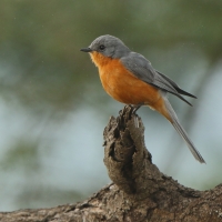 Mucharka srebrna - Empidornis semipartitus - Silverbird