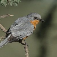 Mucharka srebrna - Empidornis semipartitus - Silverbird