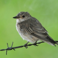 Mucharka szara - Bradornis microrhynchus - African Grey Flycatcher