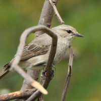 Mucharka szara - Bradornis microrhynchus - African Grey Flycatcher