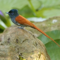 Muchodławka wspaniała - Terpsiphone viridis - African Paradise-flycatcher