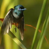 Muchodławka wspaniała - Terpsiphone viridis - African Paradise-flycatcher
