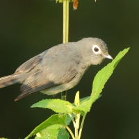 Mucharka białooka - Melaenornis fischeri - White-eyed Slaty Flycatcher
