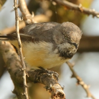 Nikornik obrożny - Apalis thoracica - Bar-throated Apalis