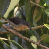 Nikornik kongijski - Apalis rufogularis - Buff-throated Apalis